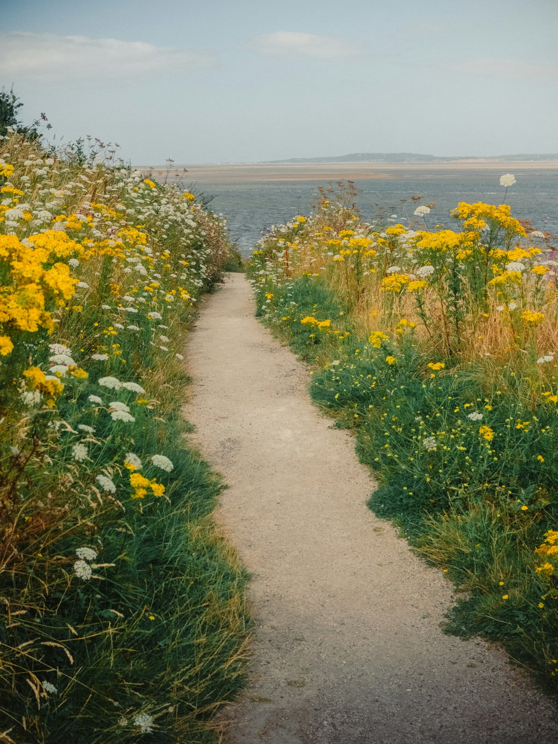 Placeholder photograph of a path through coastal wildflowers in Wales, not a photograph of Jazmin